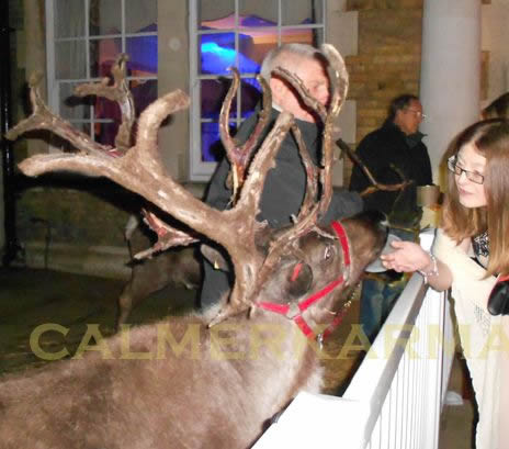 christmas party entertainment - LIVE REINDEERS TO HIRE - UK